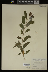 Salix amygdaloides image