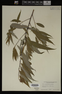 Salix amygdaloides image