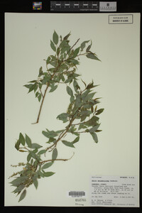 Image Associated With the Occurrence