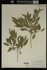 Salix amygdaloides image