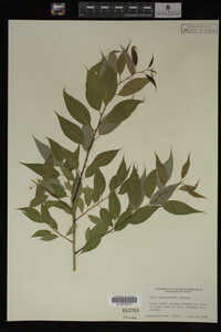 Image Associated With the Occurrence