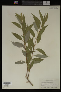 Salix amygdaloides image