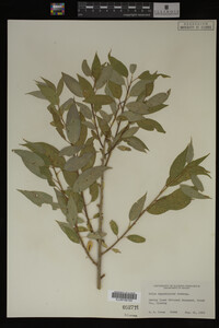 Salix amygdaloides image