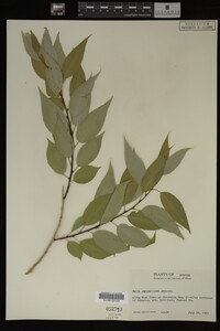 Image Associated With the Occurrence