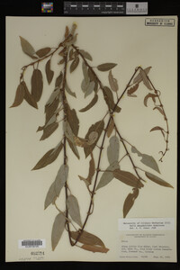 Salix amygdaloides image