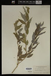 Salix amygdaloides image
