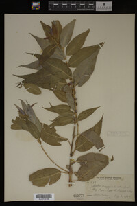 Image Associated With the Occurrence
