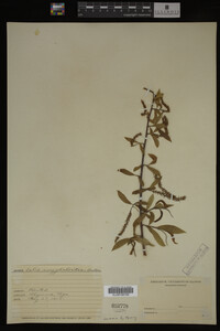 Salix amygdaloides image