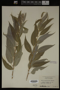 Salix amygdaloides image