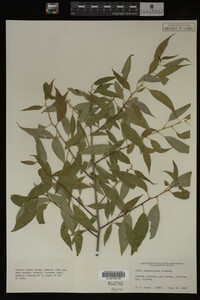 Salix amygdaloides image