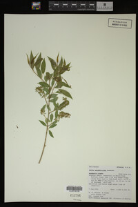 Salix amygdaloides image