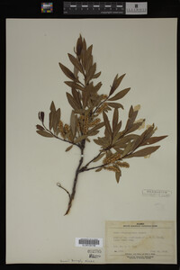 Salix arbusculoides image