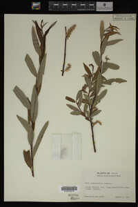 Salix arbusculoides image