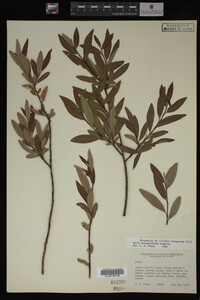 Salix arbusculoides image