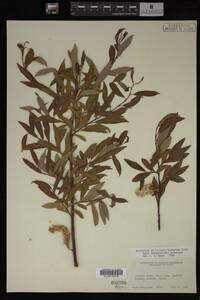 Salix arbusculoides image
