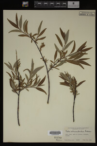 Salix arbusculoides image
