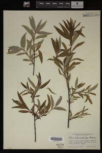 Salix arbusculoides image