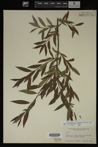 Salix arbusculoides image