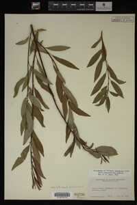 Salix arbusculoides image