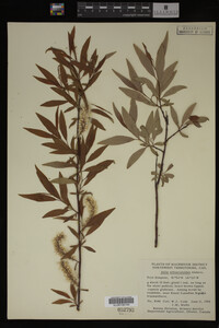 Salix arbusculoides image