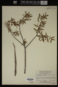 Salix arbusculoides image