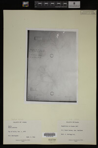 Image Associated With the Occurrence