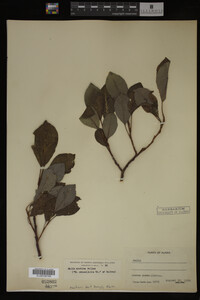Image Associated With the Occurrence