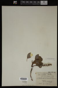 Image Associated With the Occurrence
