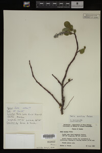 Image Associated With the Occurrence