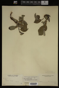 Image Associated With the Occurrence