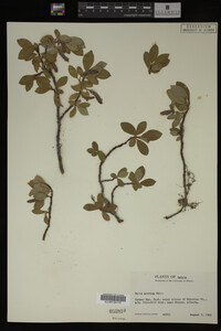 Salix arctica image