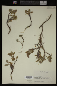 Image Associated With the Occurrence