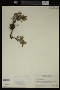 Image Associated With the Occurrence