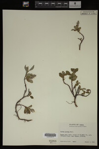 Salix arctica image