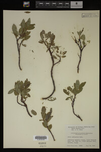 Image Associated With the Occurrence