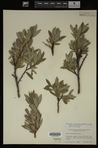 Image Associated With the Occurrence