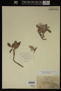 Image Associated With the Occurrence