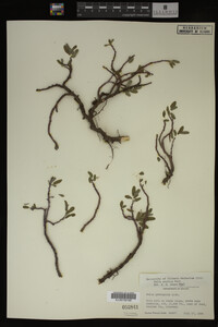 Image Associated With the Occurrence