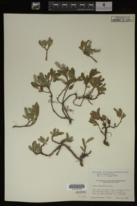 Salix arctica image