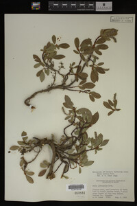 Image Associated With the Occurrence