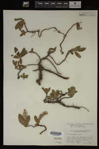 Image Associated With the Occurrence