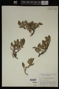 Image Associated With the Occurrence