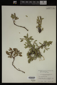 Image Associated With the Occurrence