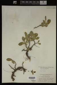 Image Associated With the Occurrence