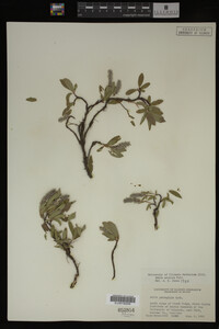 Image Associated With the Occurrence