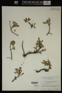 Image Associated With the Occurrence