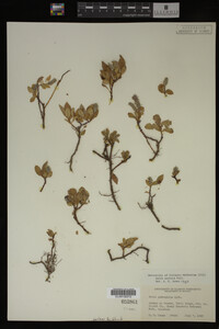 Salix arctica image