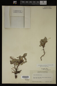 Image Associated With the Occurrence