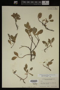 Image Associated With the Occurrence