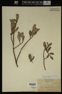 Image Associated With the Occurrence